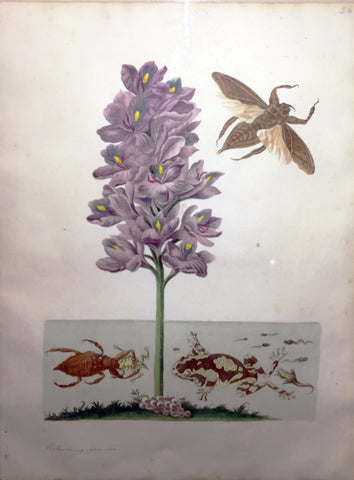 Maria Sibylla Merian (German, 1647-1717), Plate 56. The Crocus-like Plant, Belostoma grandis and Frogs