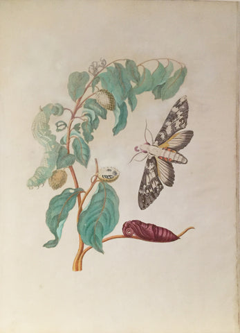 Maria Sibylla Merian (German, 1647-1717), Plate 3. The Eureal