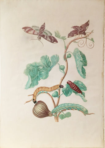 Maria Sibylla Merian (German, 1647-1717), Plate 33. The Fig Tree. Ficus americana