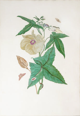 Maria Sibylla Merian (German, 1647-1717), Plate 42. The Hibiscus