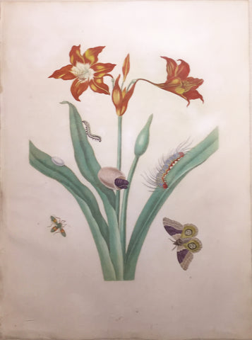 Maria Sibylla Merian (German, 1647-1717), Plate 22. The Red Lily. Lilium americanum with Automeris liberia