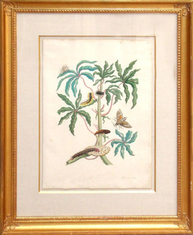 Maria Sibylla Merian (1647-1717), The Guava