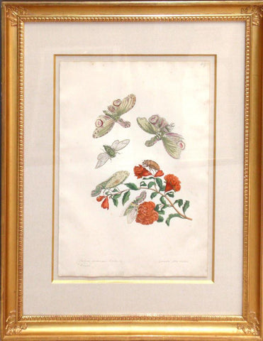Maria Sibylla Merian (1647-1717), Lantern Fly