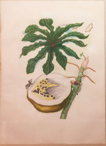 Maria Sibylla Merian (German, 1647-1717), Plate 40. Papaya