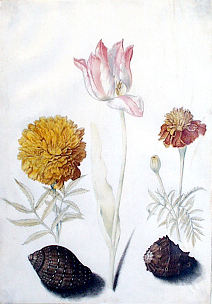 Maria Sibylla Merian (German, 1647-1717), Study of a tulip, two