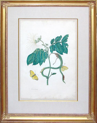 Maria Sibylla Merian (1647-1717),  Sweet Bean