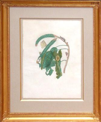 Maria Sibylla Merian (1647-1717), Pearly-eye Butterfly and Flies