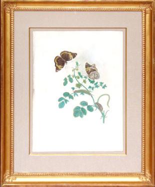 Maria Sibylla Merian (1647-1717), Black Currant with Butterfly