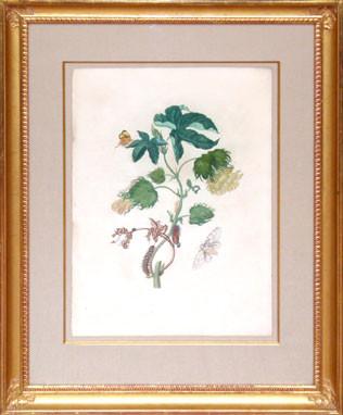 Maria Sibylla Merian (1647-1717), The Cotton Plant