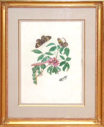 Maria Sibylla Merian (1647-1717), The Painted Lady
