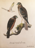 Heinrich Gottlieb Ludwig Reichenbach (German, 1793-1879), Original watercolor drawings for Die Vollständigste Naturgeschichte der Vögel des In- und Auslandes.