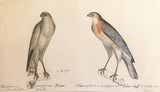 Heinrich Gottlieb Ludwig Reichenbach (German, 1793-1879), Original watercolor drawings for Die Vollständigste Naturgeschichte der Vögel des In- und Auslandes.
