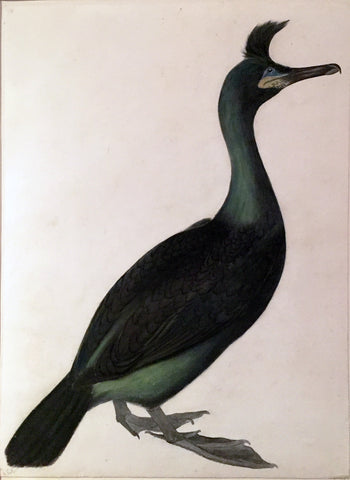 ROBERT MITFORD (BRITISH, 1781-1870), “Crested Shag or Green Cormorant”