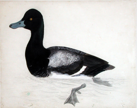 ROBERT MITFORD (BRITISH, 1781-1870), “Scaup Duck, male” (Scaup Pochard, male)
