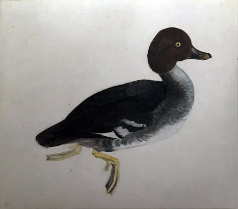ROBERT MITFORD (BRITISH, 1781-1870), “Golden Eye Duck, Female”