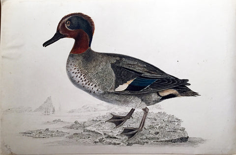 ROBERT MITFORD (BRITISH, 1781-1870), “Teal, Male”