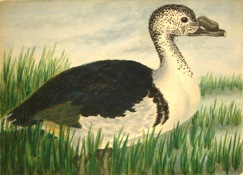 Olivia Nicholetts (British, fl. 1850-1870), Black-Backed Goose