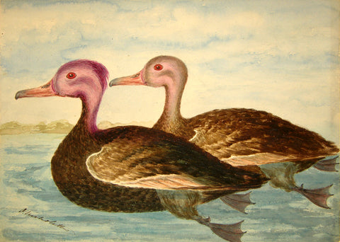 Olivia Nicholetts (British, fl. 1850-1870), Pink Headed Ducks