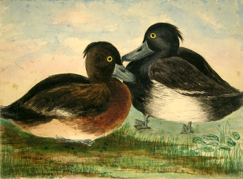 Olivia Nicholetts (British, fl. 1850-1870), The Lifted Duck or Golden Eye