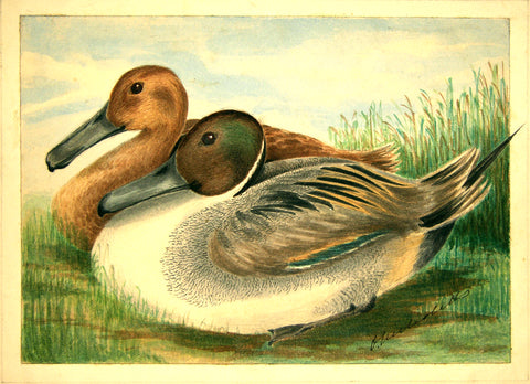Olivia Nicholetts (British, fl. 1850-1870), The Pintail Duck