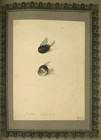 FREDERICK NODDER (BRITISH, FL. 1770 – C. 1800) & RICHARD POLYDORE NODDER (BRITISH, FL. 1793–1820) 104, Chitton cosonata