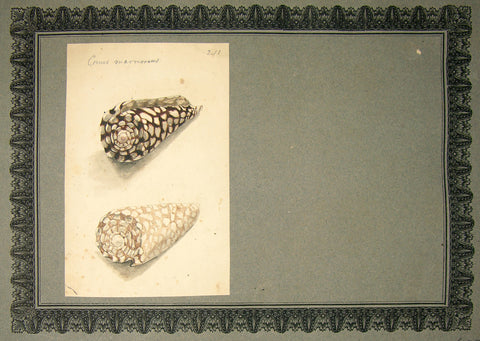 FREDERICK NODDER (BRITISH, FL. 1770 – C. 1800) & RICHARD POLYDORE NODDER (BRITISH, FL. 1793–1820) 211, Cornus marmousus