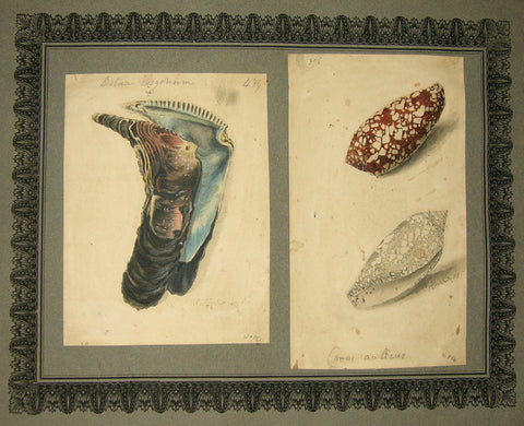 FREDERICK NODDER (BRITISH, FL. 1770 – C. 1800) & RICHARD POLYDORE NODDER (BRITISH, FL. 1793–1820) 439, Ostrea isagonum & 396, Conus aulicus