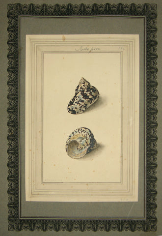 FREDERICK NODDER (BRITISH, FL. 1770 – C. 1800) & RICHARD POLYDORE NODDER (BRITISH, FL. 1793–1820) 562, Turbo pica