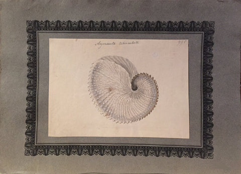 FREDERICK NODDER (BRITISH, FL. 1770 – C. 1800) & RICHARD POLYDORE NODDER (BRITISH, FL. 1793–1820) 995, Argonauata Tuberculata