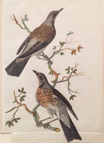 Cornelius Nozeman (Dutch, 1712-1786), “Missel Thrushes”