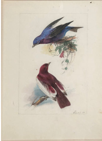Hippolyte Pauquet & Polydore Pauquet (French 19th century), “Cotinga Bleu Pompodur”