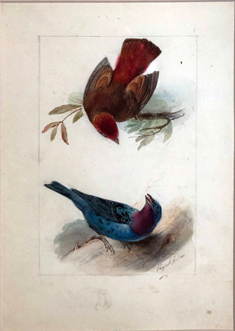 Hippolyte Pauquet & Polydore Pauquet (French 19th century), “Cotinga Ouette Querivca”
