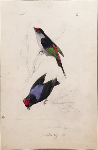 Hippolyte Pauquet & Polydore Pauquet (French 19th century), “Manakin Tiger”
