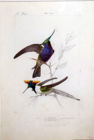 Hippolyte Pauquet & Polydore Pauquet (French 19th century), “Oiseaux Mouche Delalande”