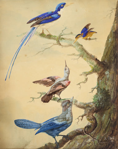 Auguste Pelletier (French, Fl.1800-1847), A Common Paradise Kingfisher, a Kingfisher, a Wallcreeper, and a Steller’s Jay perched on branches