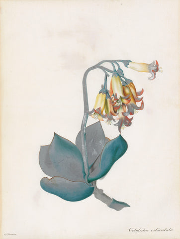 PETER BROWN (BRITISH, FL. 1758-1799) Study of red-edged pig’s ear, cotyledon orbiculata
