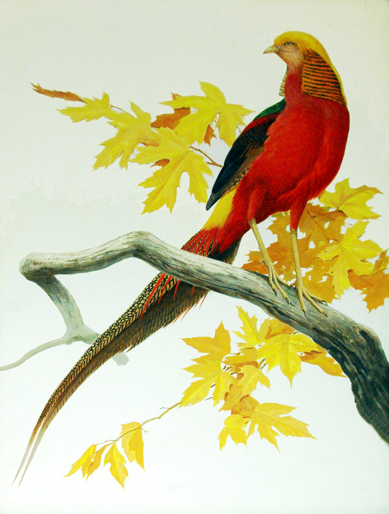 Red Jay Bird by Cormelius Benjamin