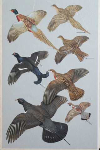 Roger Tory Peterson (1908-1996), Pheasants, Gamebirds