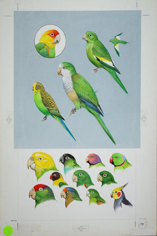 Roger Tory Peterson (1908-1996), Parrots (Escapes)