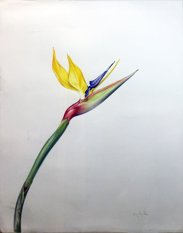 Jenny Phillips (b. 1949), Bird of Paradise