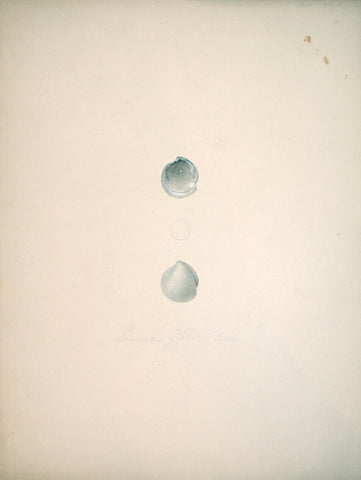 Jean-Gabriel Pretre (fl. 1824-1840) Shell Study 13