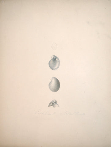 Jean-Gabriel Pretre (fl. 1824-1840) Shell Study 14