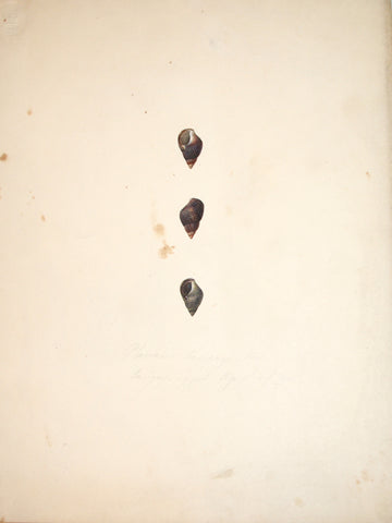 Jean-Gabriel Pretre (fl. 1824-1840) Shell Study 4