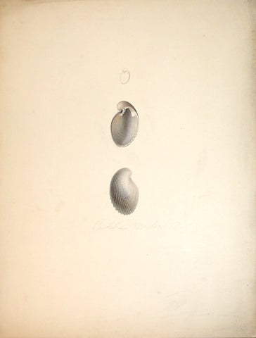 Jean-Gabriel Pretre (fl. 1824-1840) Shell Study 5