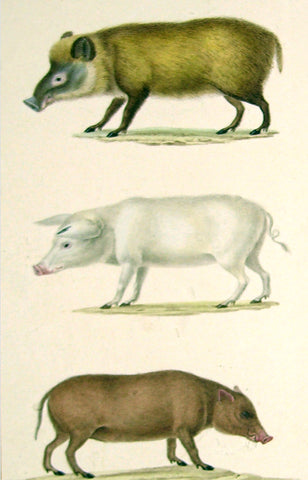Jean-Gabriel Pretre (French, Fl. 1824-1840) Pig Study