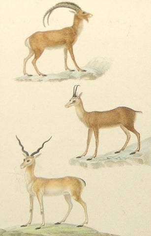 Jean-Gabriel Pretre (French, Fl. 1824-1840) Gazelle and Antelope