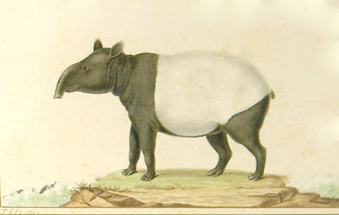 Jean-Gabriel Pretre (French, Fl. 1824-1840) Tapir