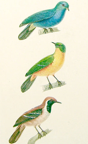Jean-Gabriel Pretre (French, fl. 1824-1840), Bird Study