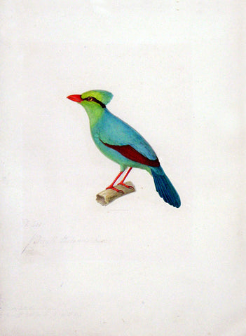 Jean-Gabriel Pretre (French, fl. 1824-1840), Himalayan Piroll Chasseur or (Cissa chinenis)