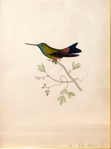 Alphonse Prevost (French, F. 1820-1850), Eriocnemis isaacsonii [Isaacson’s Puffleg Hummingbird]